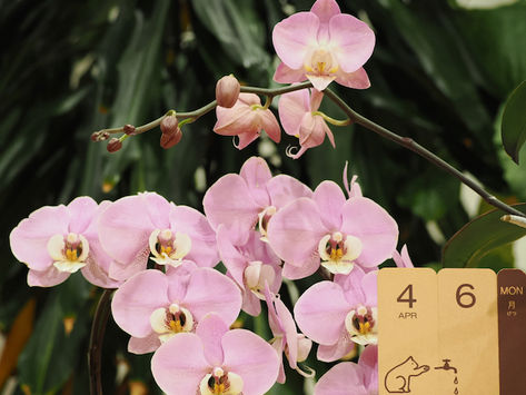 初診予約:令和8年4月5日 茨木市 心療内科 精神科 漢方