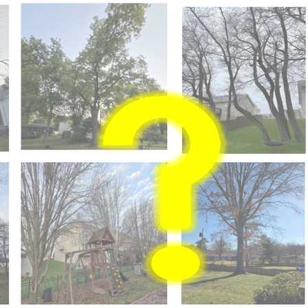 How much does it cost to have a tree removed?