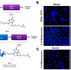 Modified HIV-Tat showed enhanced biotin uptake by cardiomyocytes while producing minimal detectable cargo uptake in HEK-293T cells.
