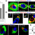 Mitochondria-Eating Protein Regulates Pathogenesis and Replication of H1N1 Influenza Virus
