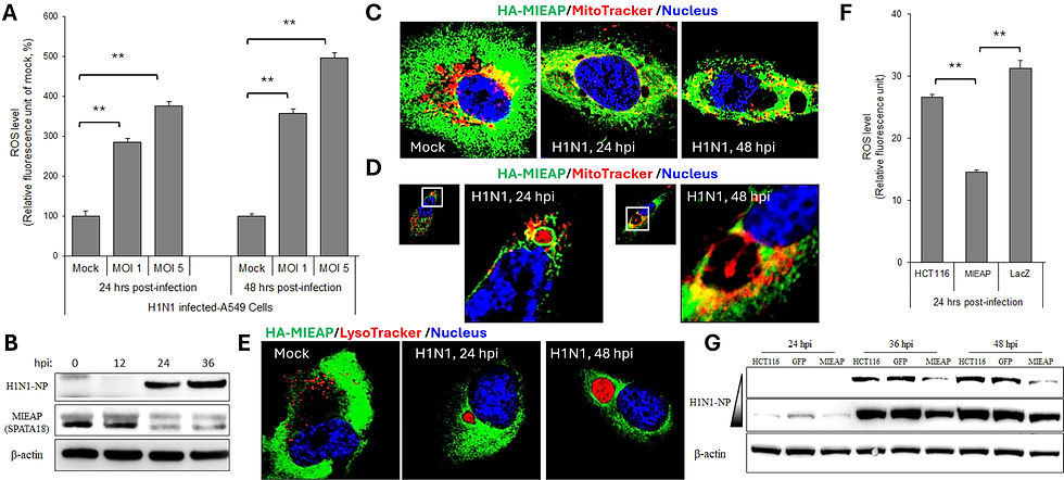 Potential role of mitochondria-eating protein (MIEAP) in regulating H1N1 pathogenesis and replication.