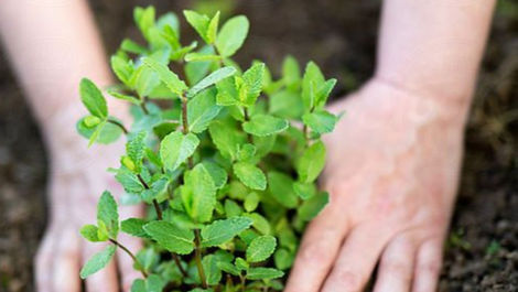 Fruit plant nursery in Thrissur