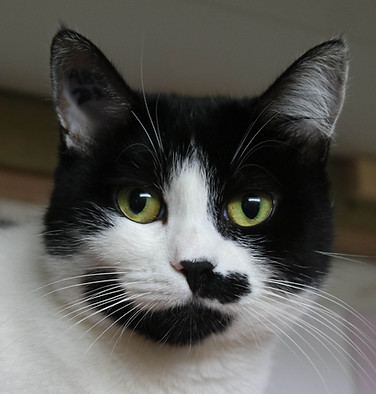 Chat du refuge
