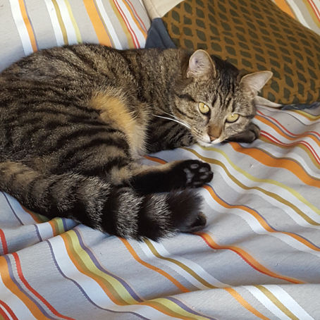 Des nouvelles de Cajoline adoptée le 5 décembre 2015 par Amandine et Romain.