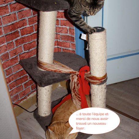 Bambou et Bergamote (ex-Bobine adoptée en janvier 2015)