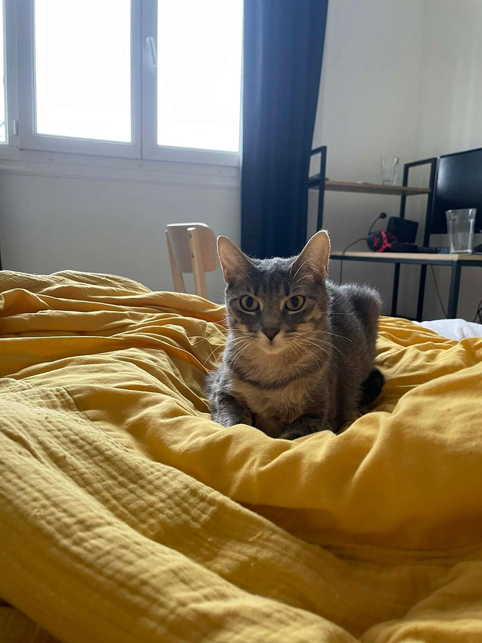 Peluche.jpeg