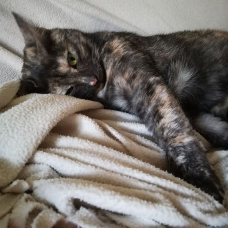 Des nouvelles de Yoko, adoptée à l’Ecole du chat de Clichy en avril 2017 par Marie-Laure.