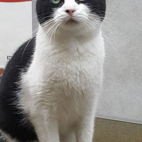 Des nouvelles de Choupette (anciennement Fiona), adoptée le 9 décembre 2017 par Carole et qualifiée 