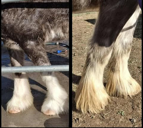 Before using Transition on the Right and After on the Left
