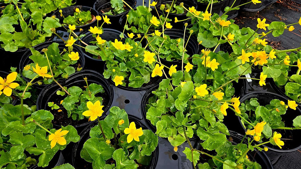 Spring Native Plant Sale at Morven Park