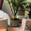 Thumbnail: Brockenhurst Reed Diffuser