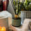 Thumbnail: Burley Reed Diffuser