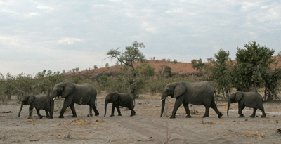 The community of Elephants was inspirational