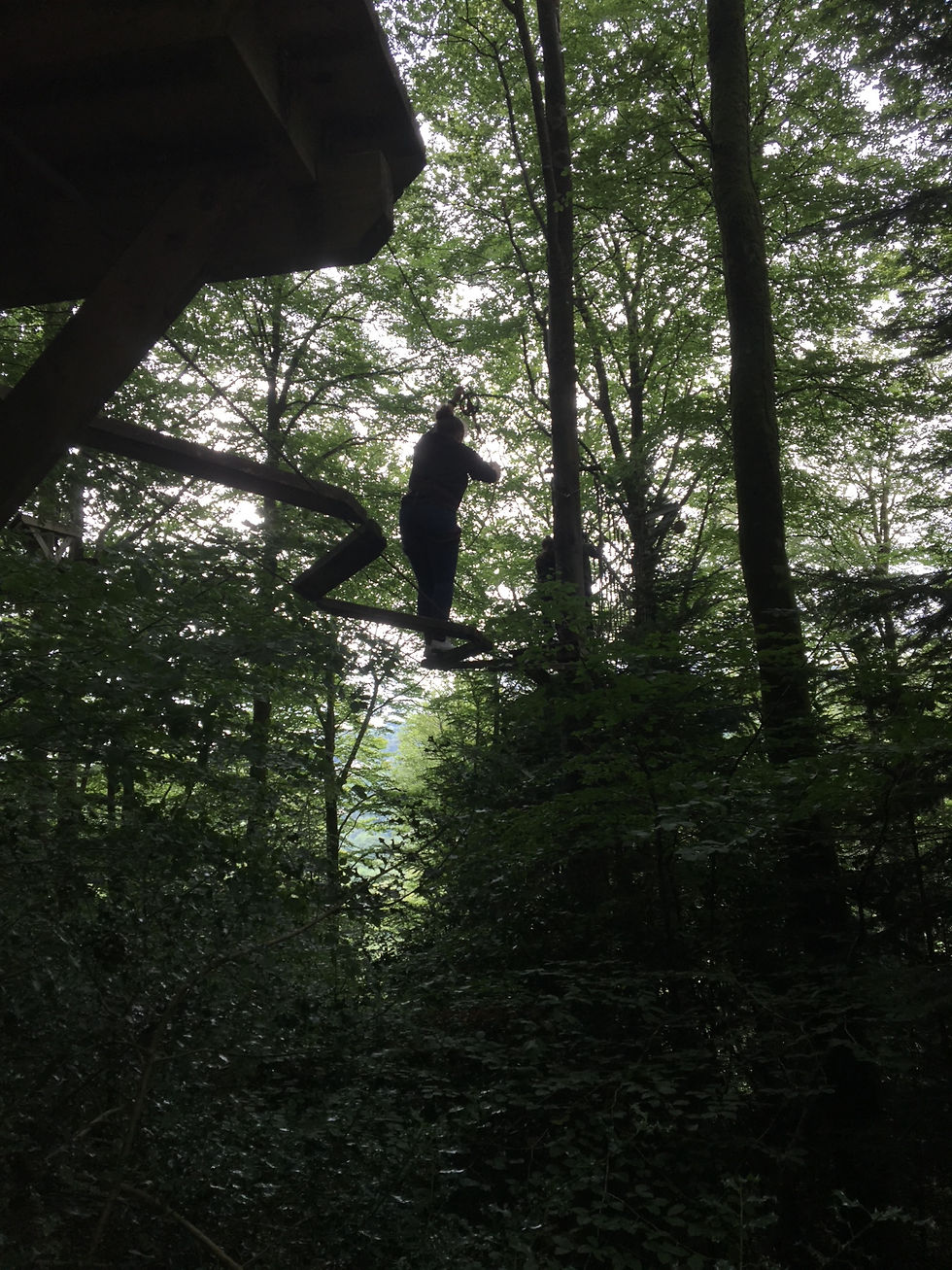 Tree surfing activity