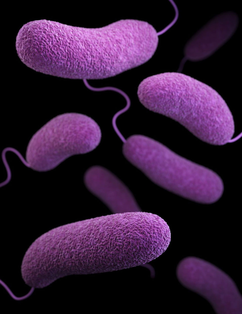 HAZARDS INCIDENT REPORT: THE PROLIFERATION OF A FLESH-EATING BACTERIA RAISES ALARM IN GULF COAST STATES, USA; BEACHGOERS SHOULD TAKE PROPER CAUTION
