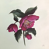 Hellebore.jpg