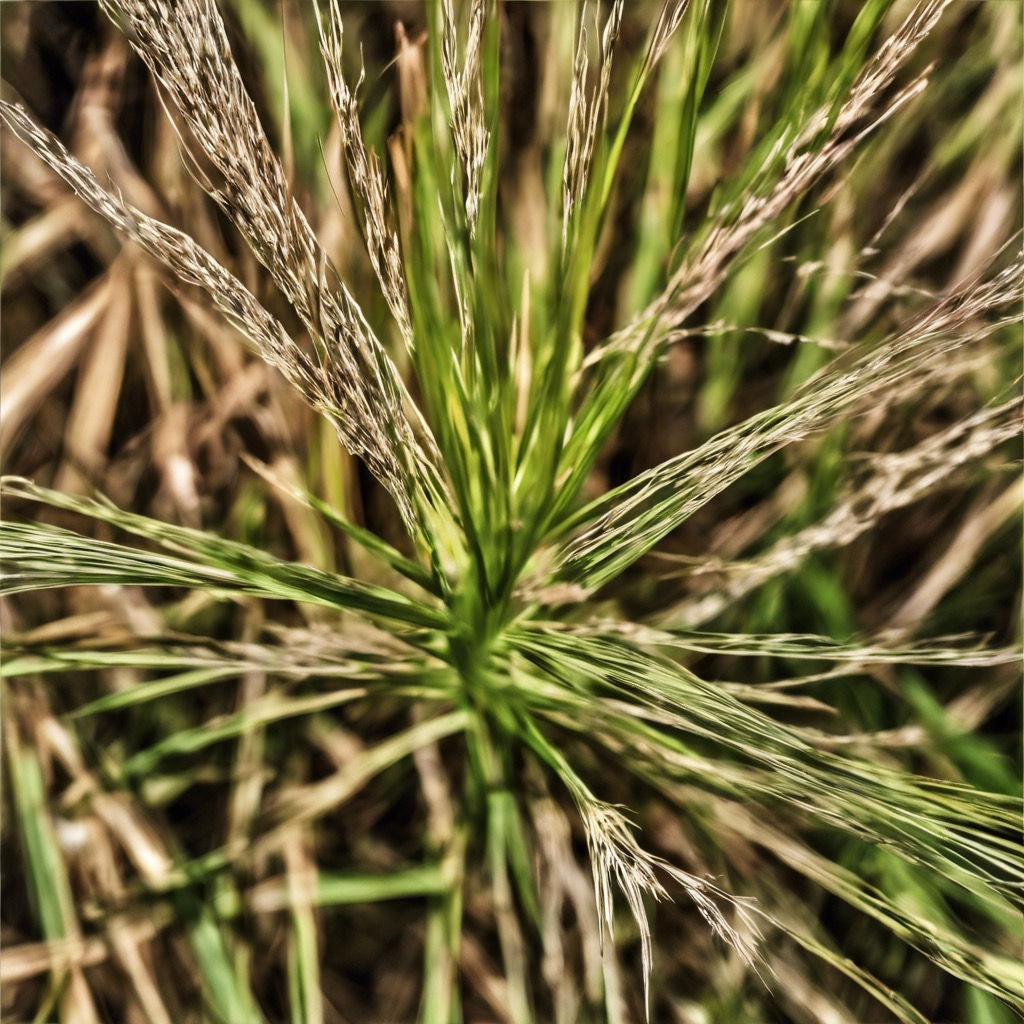 Twisted Sedge