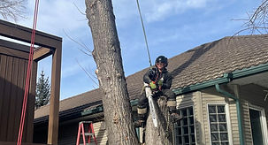 tree removal 