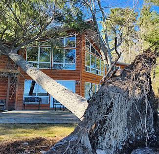 tree removing