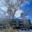 Tree Pruning & Shaping