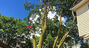 tree pruning 