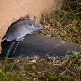grey mouse exploring tree mid autumn in the park trees leaves and tables
