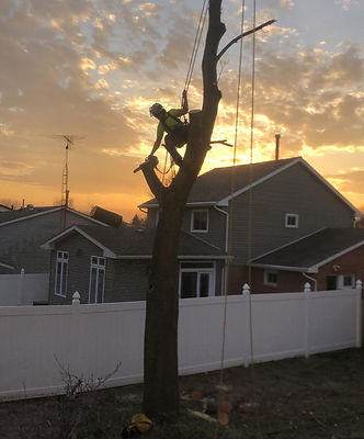 Tree Maintenance