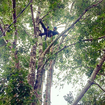 Tree Pruning & Shaping