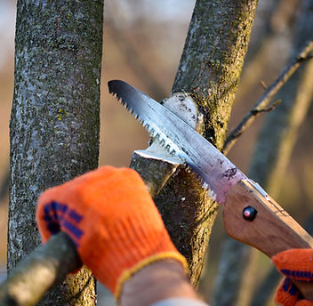 tree pruning
