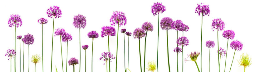 2. Botanical Photography ©Andrea Sirois.jpg