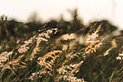 wild-grass-growing-in-nature-2026-03-18-10-58-18-utc.jpg