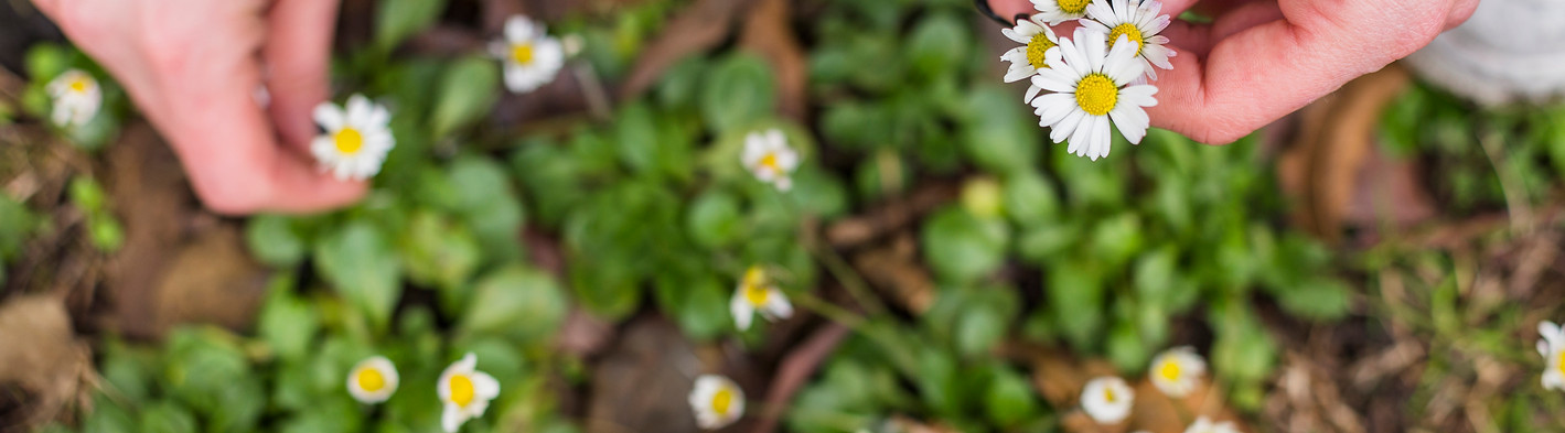 person-picking-little-white-flowers-from-land.jpg