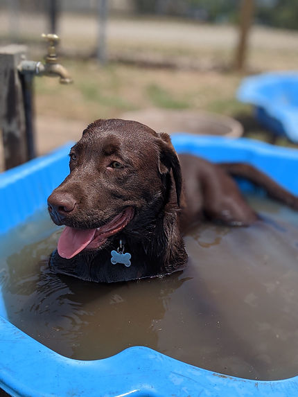 wetcooper1.jpeg