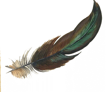 feather.gif