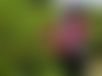 [Jul 2020] Fayeeja is working on her summer project with us!