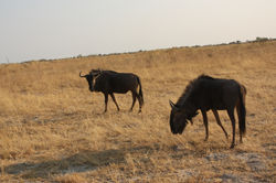 Wildebeest