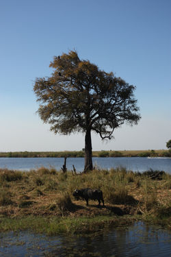 Chobe River