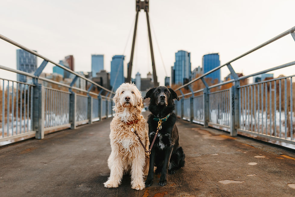 Thumbnail: Double Dog Leash Coupler