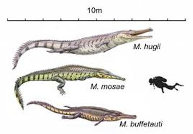 crocodiles.jpeg
