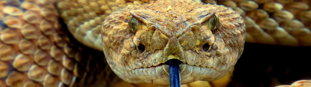 Serpent