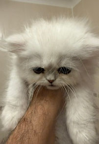 Chinchilla kitten