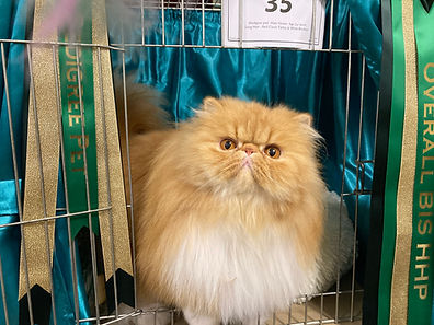 Red tabby bicolour HP