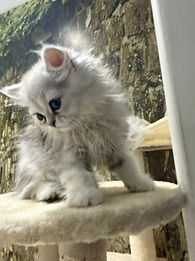 Chinchilla kitten