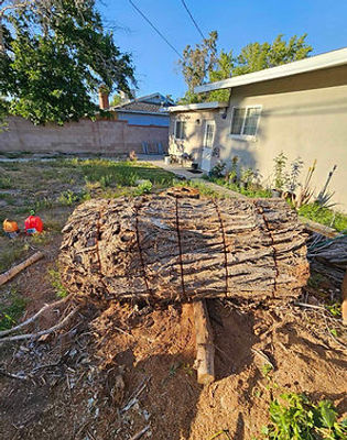 bigtree.jpg