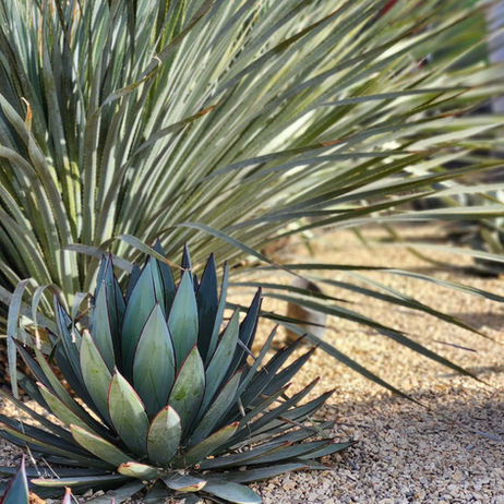 closeup professional shot of two types of decorative cactus side by side in harmony on a crushed gravel ground, sunlight visible behind the splays of spines