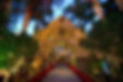 a charming view of the entranceway to the Mission Inn in Riverside, with shady trees and Spanish style architecture and tall palm trees, all with decorative white tea lights twinkling.