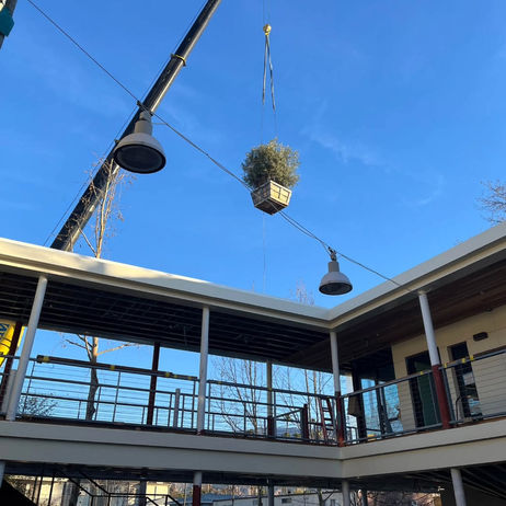 looking up as decorative shrub in large boxed rootbox is raised by crane above the building site of some kind of chichi residential 2-story terraced walkways, with narrow beams and open-air aesthetic