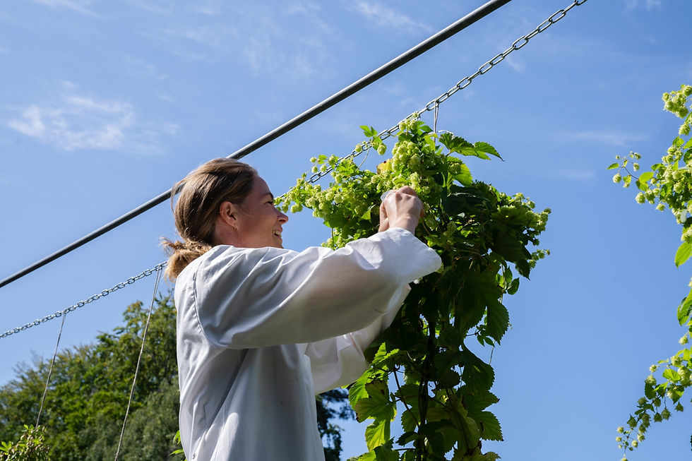 Carlsberg shares breakthrough hop genome research to help future-proof beer production
