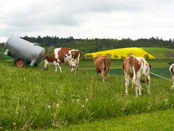 Swiss startup takes methane reduction technology from lab to dairy farm