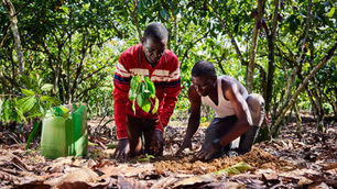 Nestlé and OFI launch agroforestry partnership to transform cocoa farming